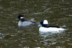 Duck, Bufflehead, 2016-12274888b Chincoteague NWR, VA